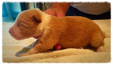 gold & white border collie puppies available