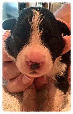 AKC border collie puppies available