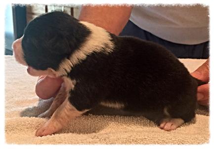 AKC border collie puppies available