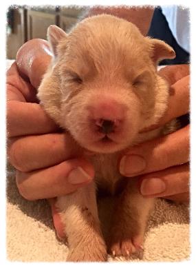 gold & white border collie puppies available