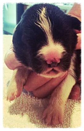 AKC border collie puppies available