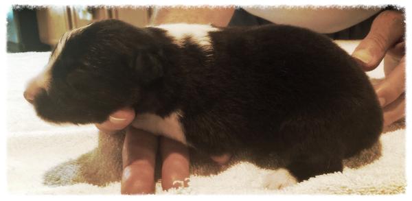 AKC border collie puppies available