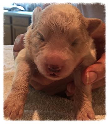 gold & white border collie puppies available