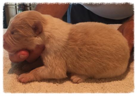 gold & white border collie puppies available