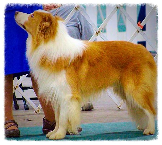 beautiful Wilsong gold border collie 