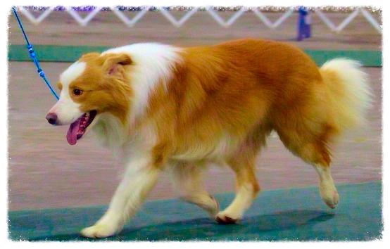  A Wilsong Border Collie - Gold & White