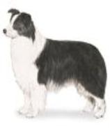 beautiful border collies - wilsong border collies gif