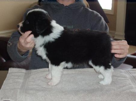 Wilsong Border Collies - Braeyden standing 8 wks