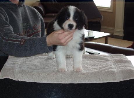 Wilsong Border Collies- Braeyden front 8 wks
