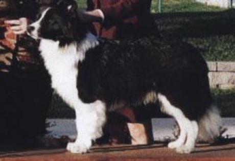 Wilsong Border Collies' Braeyden winning BCSA Puppy sweepstakes 