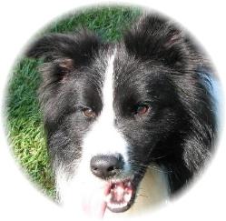 Wilsong Border Collies Braeyden pedigree