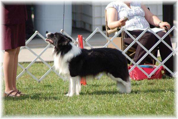 Wilsong Border Collies - Braeyden BCSA 2008