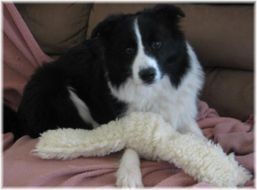 Wilsong Border Collies - Young Braeyden 