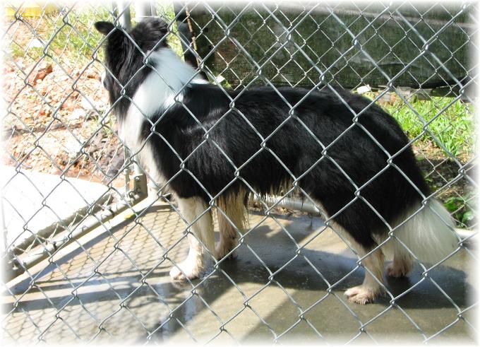Wilsong Border Collies - Braeyden in kennel run