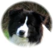 Sportingfield It's Magic at Wilsong Border Collies 