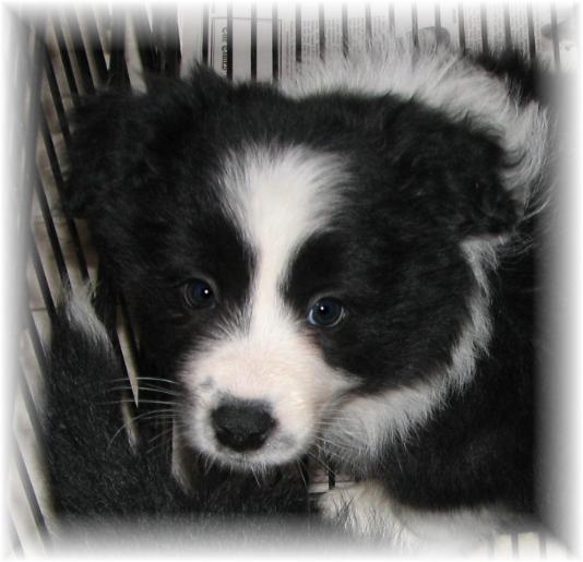 wilsong border collies top quality  