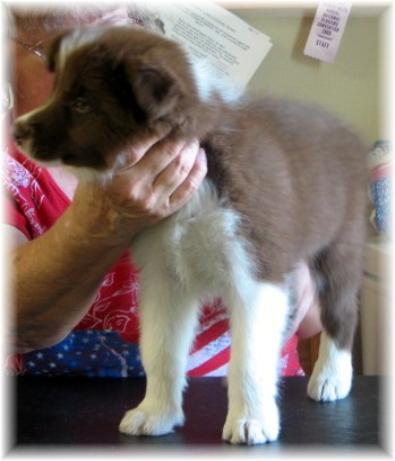 show quality border collie puppies