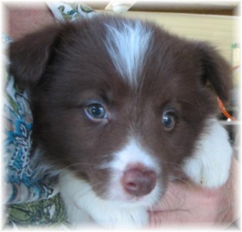 beautiful chocolate border collie puppy