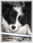 beautiful border collie puppies