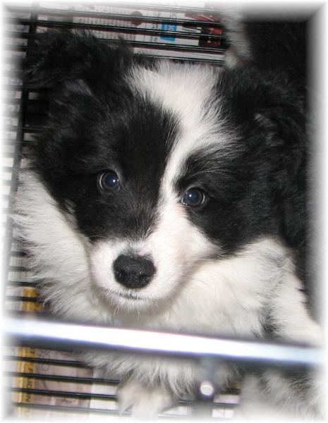 wilsong border collie puppies for sale