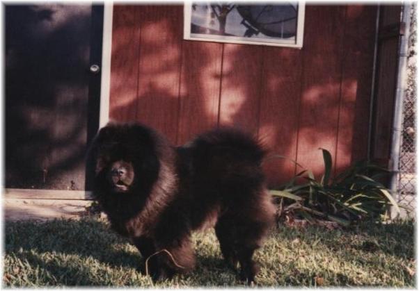 our early kennels  MON AMI before Wilsong Kennels 