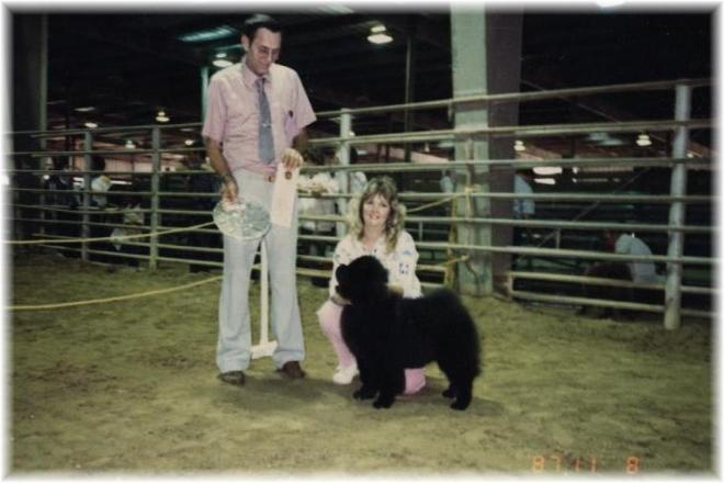Wilsong Border Collies - Rolden's Midknight Summ'rs Dream - Dreamer  