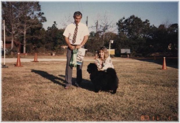 Wilsong Kennels - the early days with Chows 