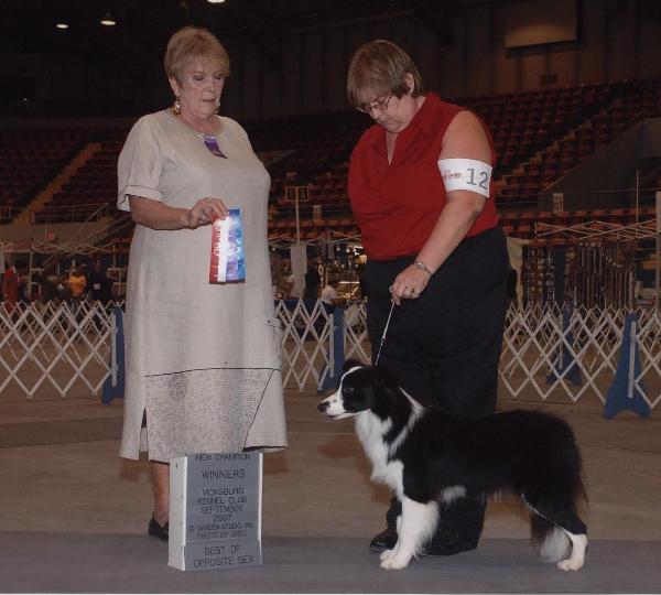Tracey &  Glory of Wlsong Border Collies in Monroe 2