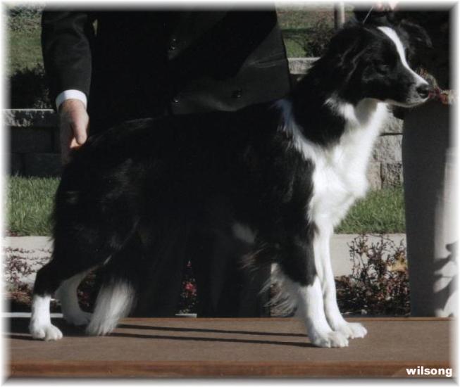 Wilsong Border Collies -  GloryBound