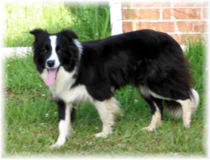 Wilsong Border Collies - Glory 