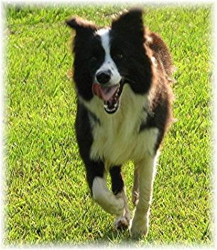 Wilsong Border Collies - Glory running free 