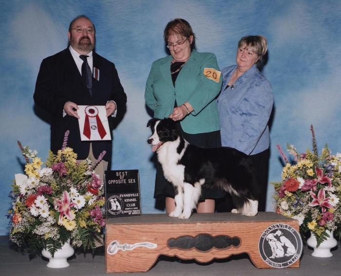 Wilsong Border Collies - GloryBound Best of Opposite KY