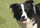 Wilsong Border Collies GloryBound 