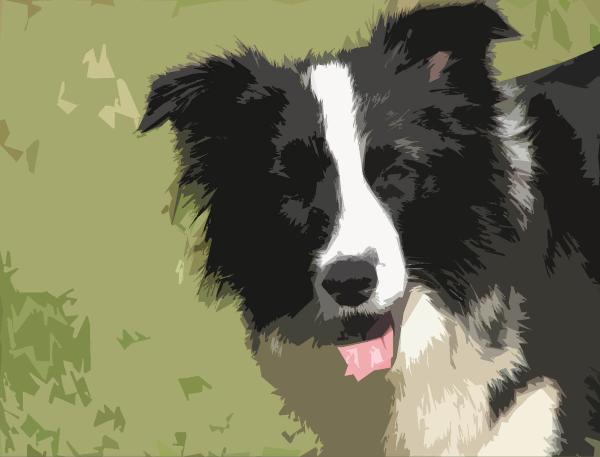 Wilsong Border Collies GloryBound 