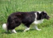Glory Wilsong Border Collie