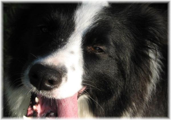 Wilsong Border Collies - Glory's Smile