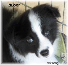 Wilsong's GloryBound