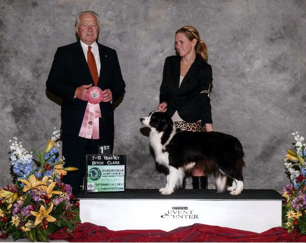 Wilsong award winning border collie GloryBound