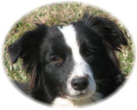 Wilsong Border Collies - GloryBound 