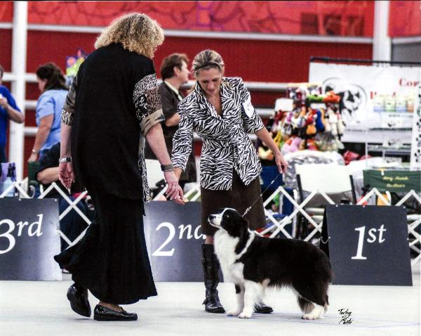 Beautiful Look - Wilsong Border Collies