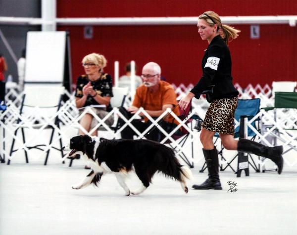 beautiful moving Wilsong Border Collie - GloryBound