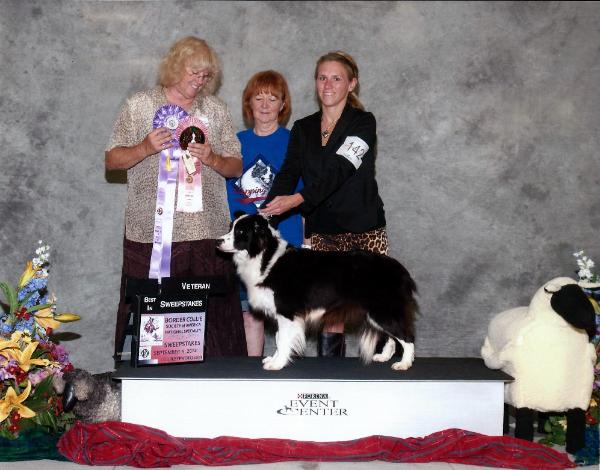 Wilsong Border Collies - Judy Wilson - Jenna Lotan - Suzanne Leroy