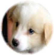 Golden Boy for sale Wilsong Border Collies 