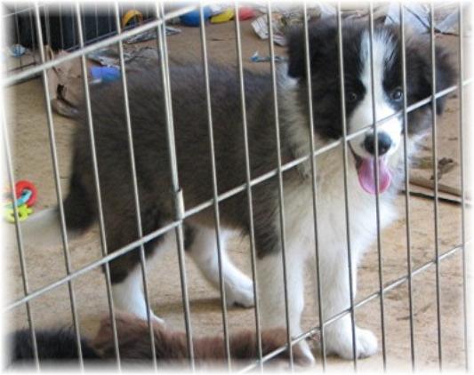 wilsong border collie puppies