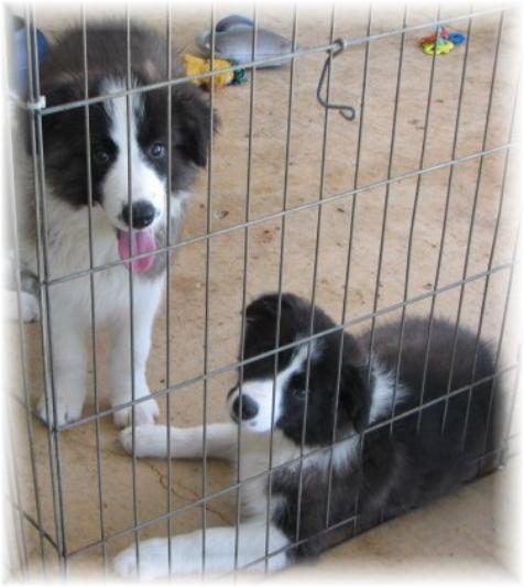beautiful border collies