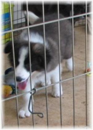 seal and white border collie