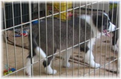 beautiful structured border collies