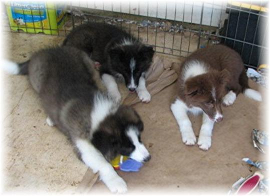 border collie puppies for sale