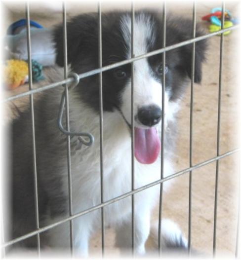 beautiful border collies