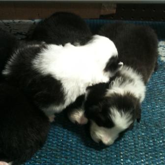beautiful border collie puppies